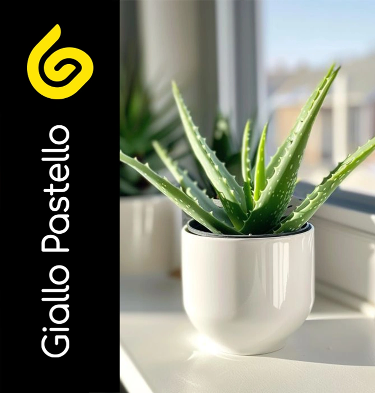 Piante da appartamento: aloe vera - Giallo Pastello